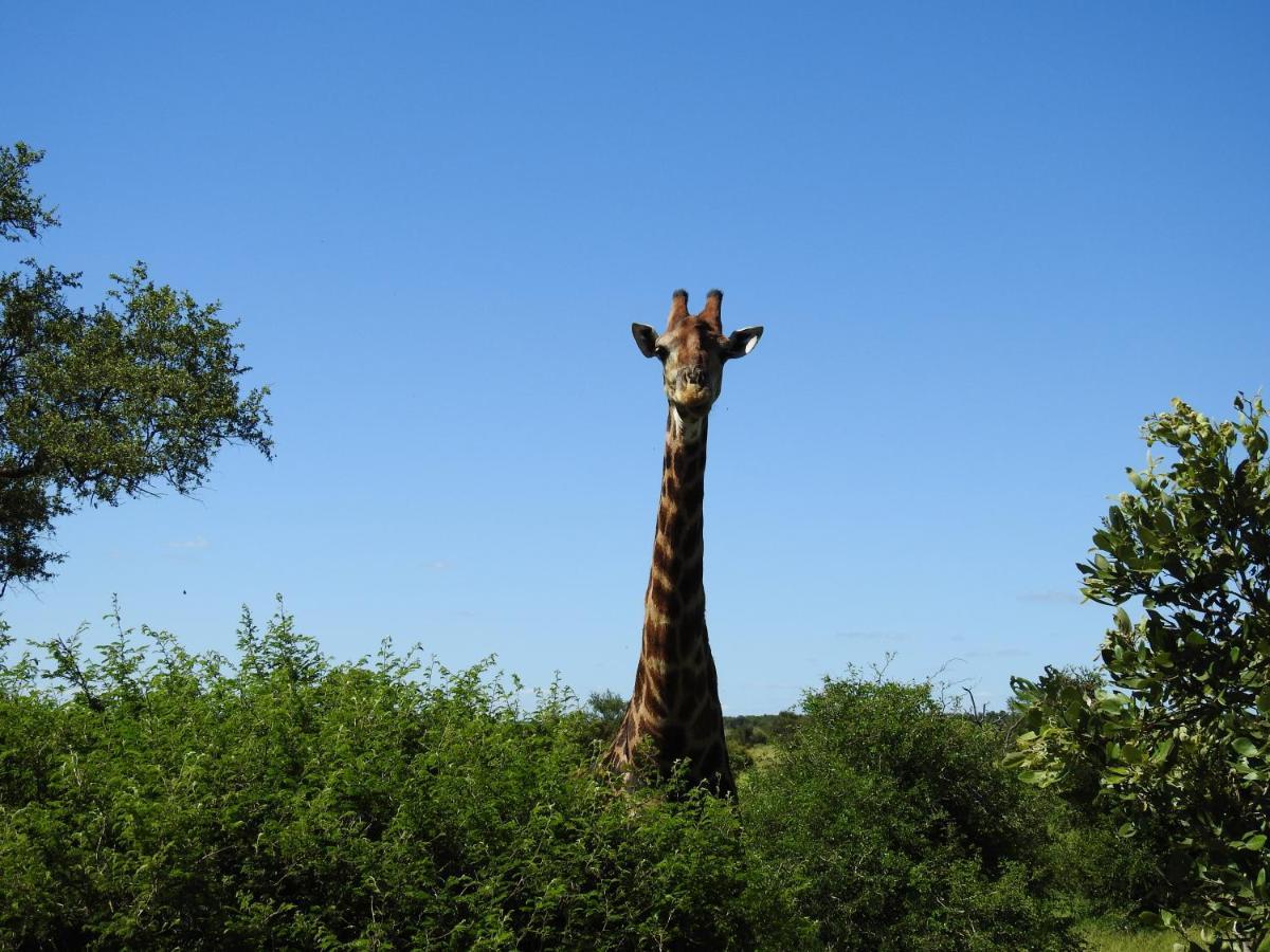African Dream Tour Hoedspruit Extérieur photo