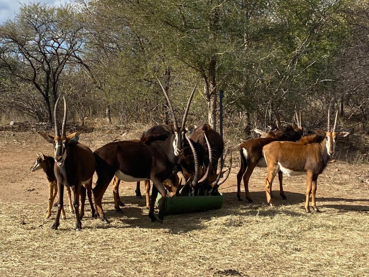African Dream Tour Hoedspruit Extérieur photo