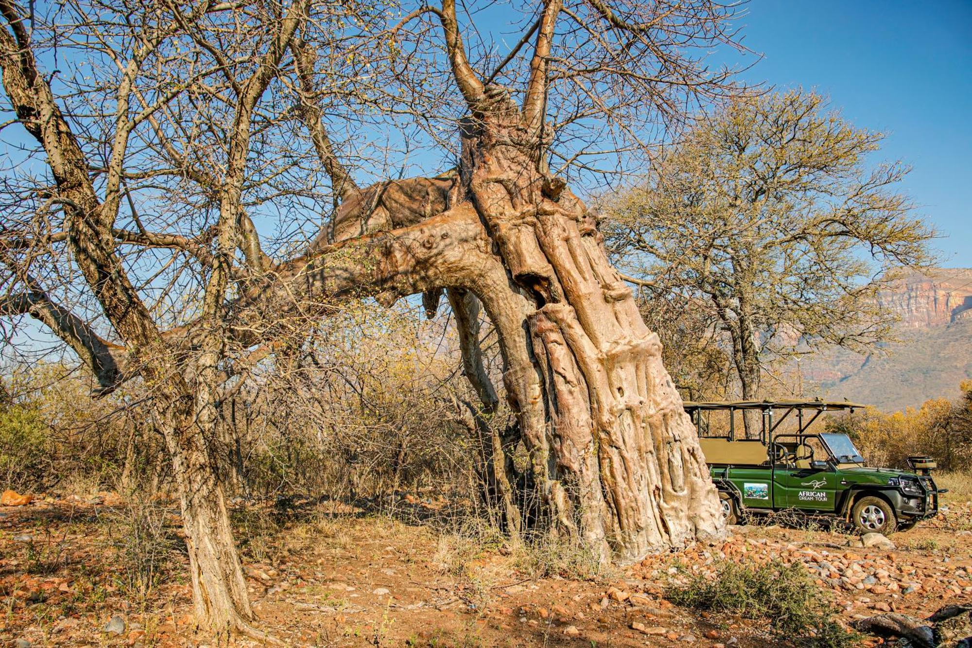 African Dream Tour Hoedspruit Extérieur photo